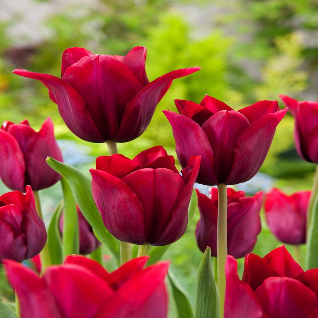 Tulipani Bulbi Bulbi Fiori Tulipano a fiore di giglio Immagine del prodotto 