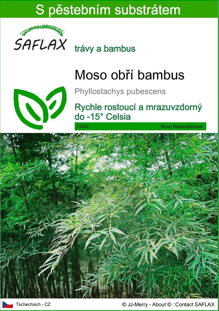 SAFLAX - Moso obří bambus - Phyllostachys pubescens - 20 Obrázek produktu 