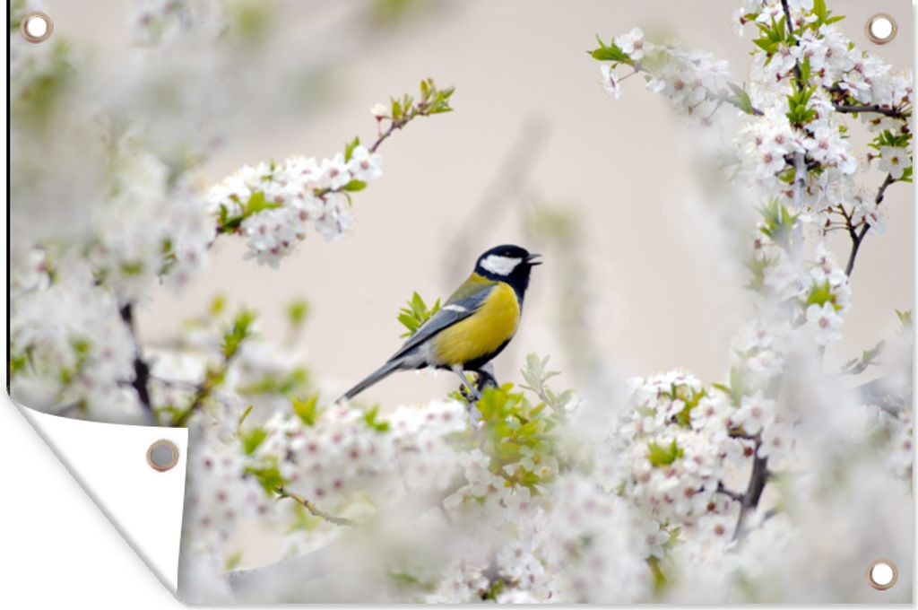 MuchoWow 60x40 cm Outdoor-Poster Gartendeko Sichtschutz Garten Poster für den Garten Vogel - Kohlmeise - Blumen - Blütenbaum
