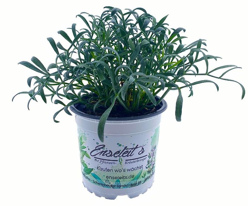 Enseleits Meerfenchel - Crithmum maritimum, Kräuter Pflanze