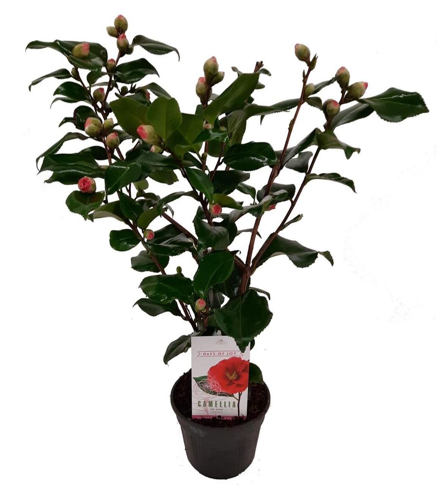 Camellia japonica Dr. King 60-70 cm – kamelia – kamelia Zdjęcie produktu 