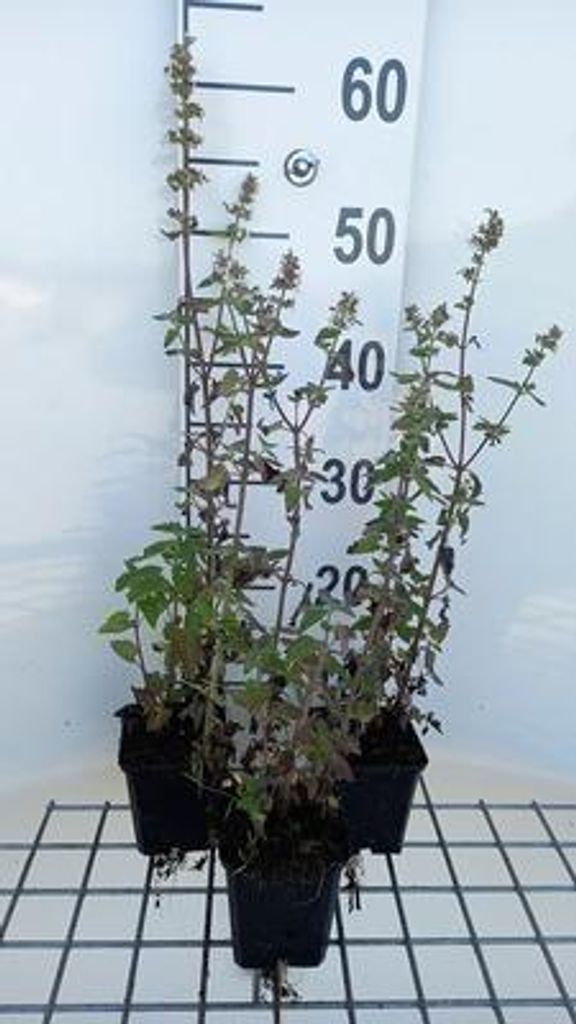 6 x Nepeta cataria 'Citriodora' - Katzenminze - Topf 9 x 9 cm