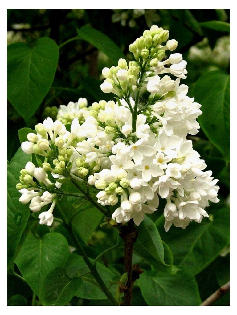 Weißer Flieder Syringa vulgaris alba Pflanze 15-20cm Fliederstrauch