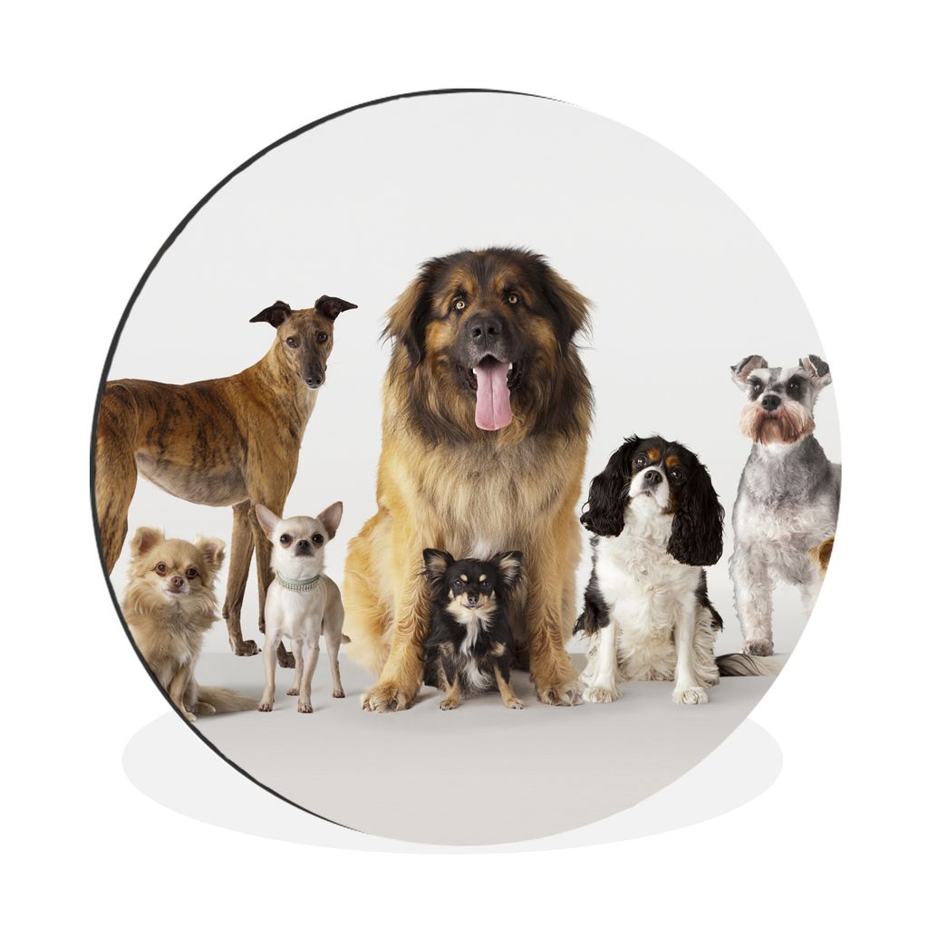 MuchoWow Aluminium Wandkreis Gruppenbild von Hunden Ø 30 cm Wanddeko Modern Wohnzimmer - Wand Bild - Wohnzimmer - Runde Bilder - Alubilder - Kun...