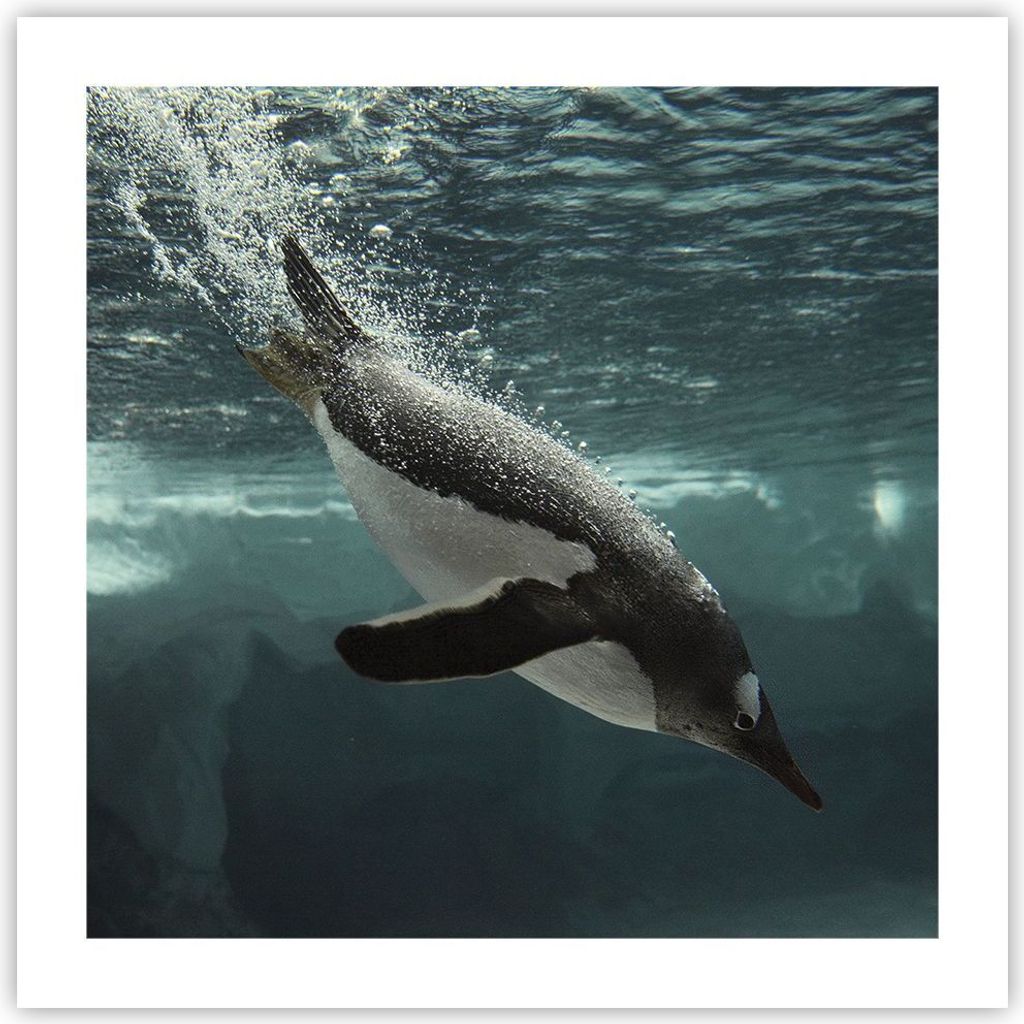 Poster - Poster ohne Rahmen - Tauchen Pinguin Gletscher - 50x50 cm - Wand Bild - Wanddeko - Wandbilder - Kunstposter - Wandposter - Bilder - Kunstd...