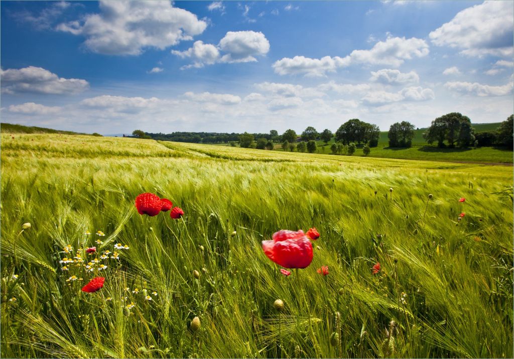 Wallario selbstklebendes Poster - Mohnblumenwiese auf grüner Wiese unter blauem Himmel, Größe: 70 x 100 cm