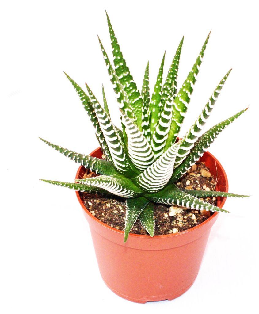 Haworthia fasciata „Big Band“ – malá rostlina v květináči o Obrázek produktu 