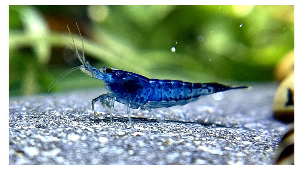 5 Blue Dream Zwerggarnelen für das Garnelen-Aquarium