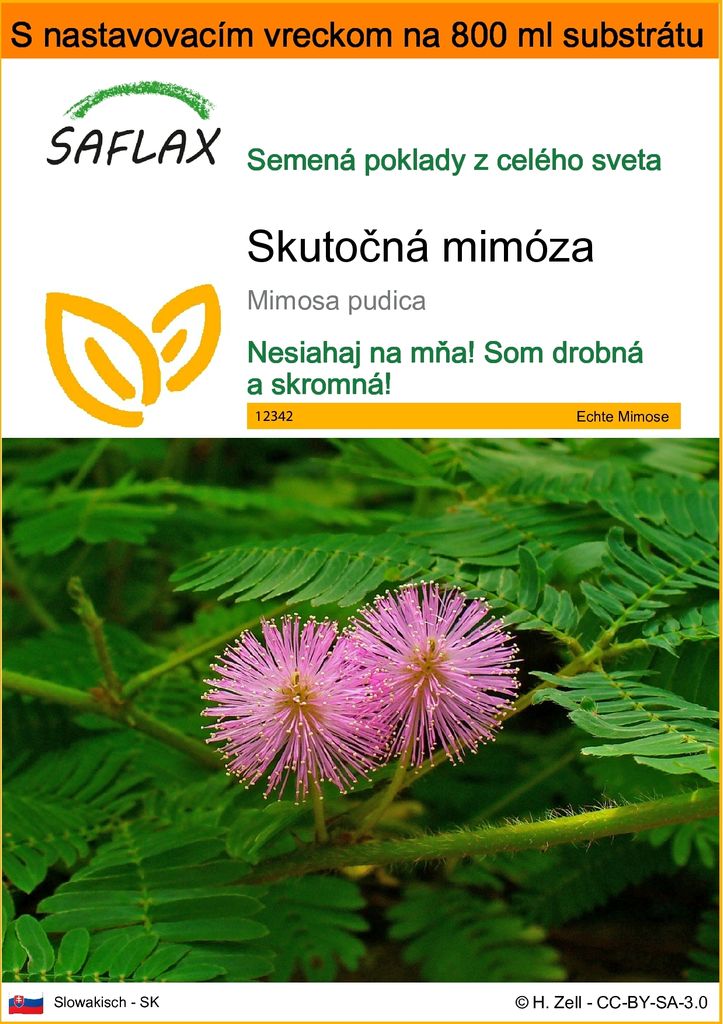 SAFLAX Garden in the bag - Skutočná mimóza - Mimosa pudica Obrázok produktu 