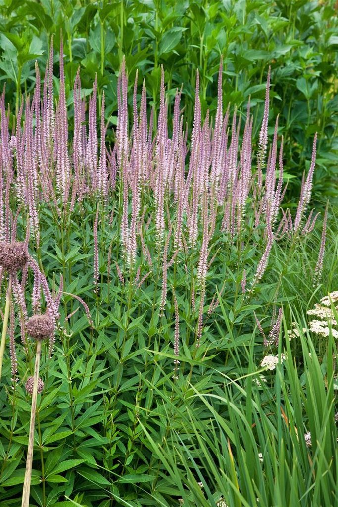 Veronicastrum virginicum 'Erika', Kandelaber-Ehrenpreis, rosa, ca. 11x11 cm Topf