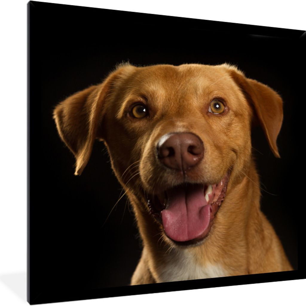 MuchoWow Gerahmtes Poster Hund - Haustiere - Porträt 40x40 cm - Poster mit Schwarzem Bilderrahmen Wandposter Rahmen Foto Bilder