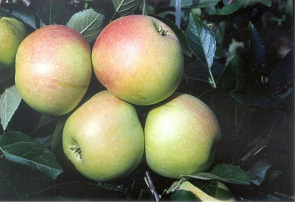 James Grieve Sommerapfel Halbstamm 150-170 cm MM 111