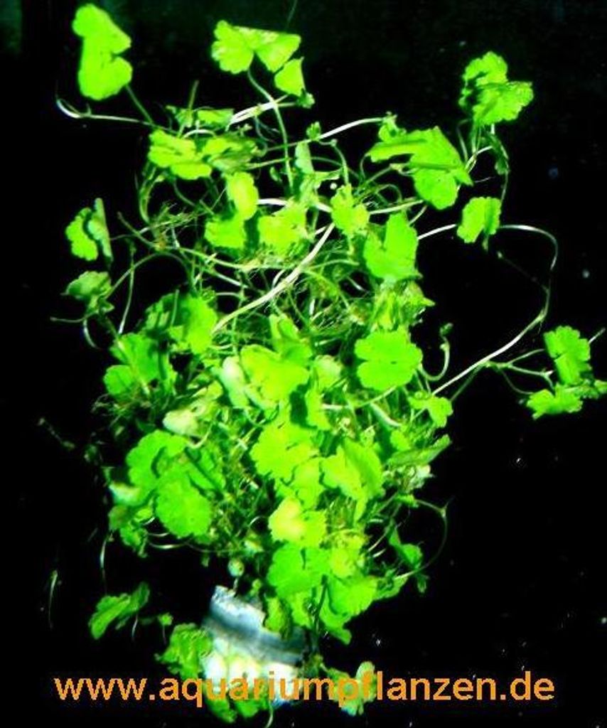 3 Bunde Hydrocotyle sibthorpioides, Wassernabel