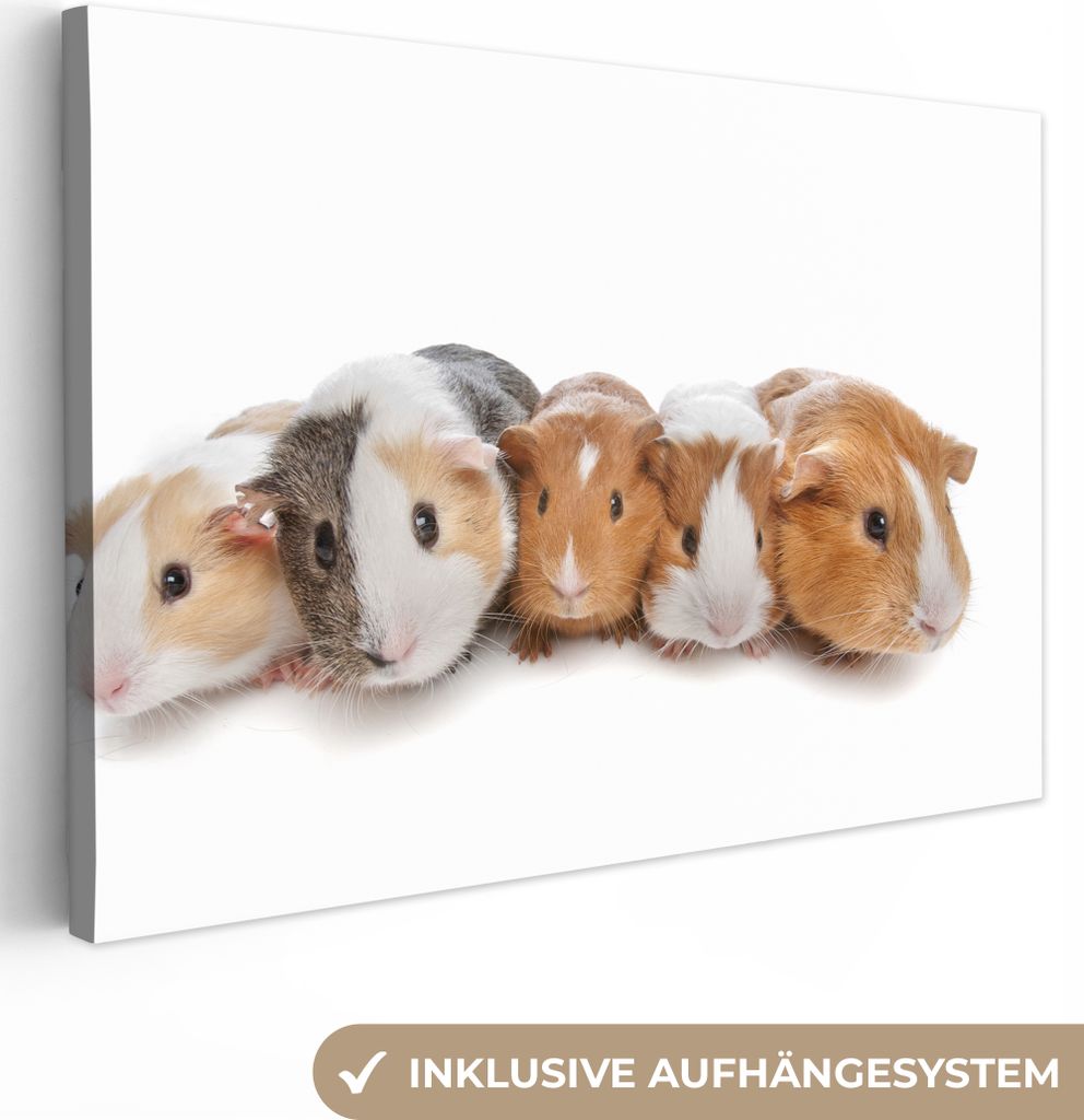 OneMillionCanvasses - Leinwandbilder - 140x90 cm, Fünf Meerschweinchen, Wandbilder Kunstdruck Wanddekoration - Foto auf Leinwand - Gemälde auf ...