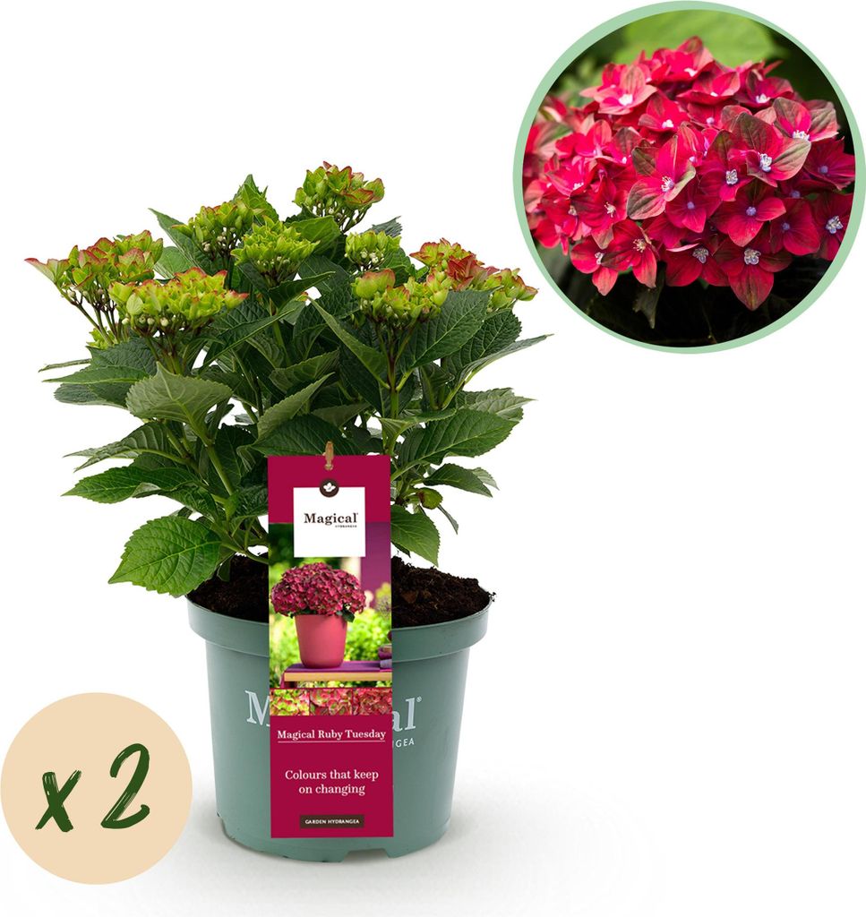 Green boutiQ - Balkonpflanze - Hortensie - Hydrangea Magical Teusday & Saphire - Rot - 6-10 Blumen - 2 Pflanzen - Topf 23cm Höhe 55cm