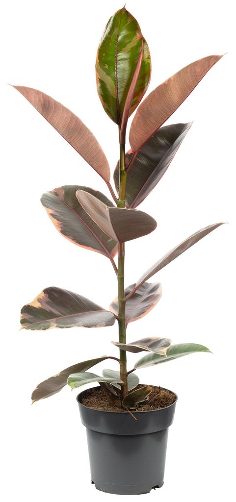Gummibaum - pflegeleichte Zimmerpflanze, Ficus elastica Produktbild 