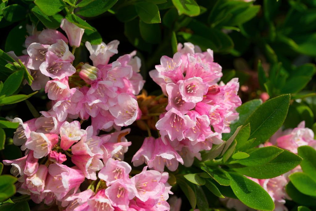 Bloombux Besonderheit Rhododendron immergrün kompakt versch. Sorten und Größen, Bloombux :Bloombux magenta C2
