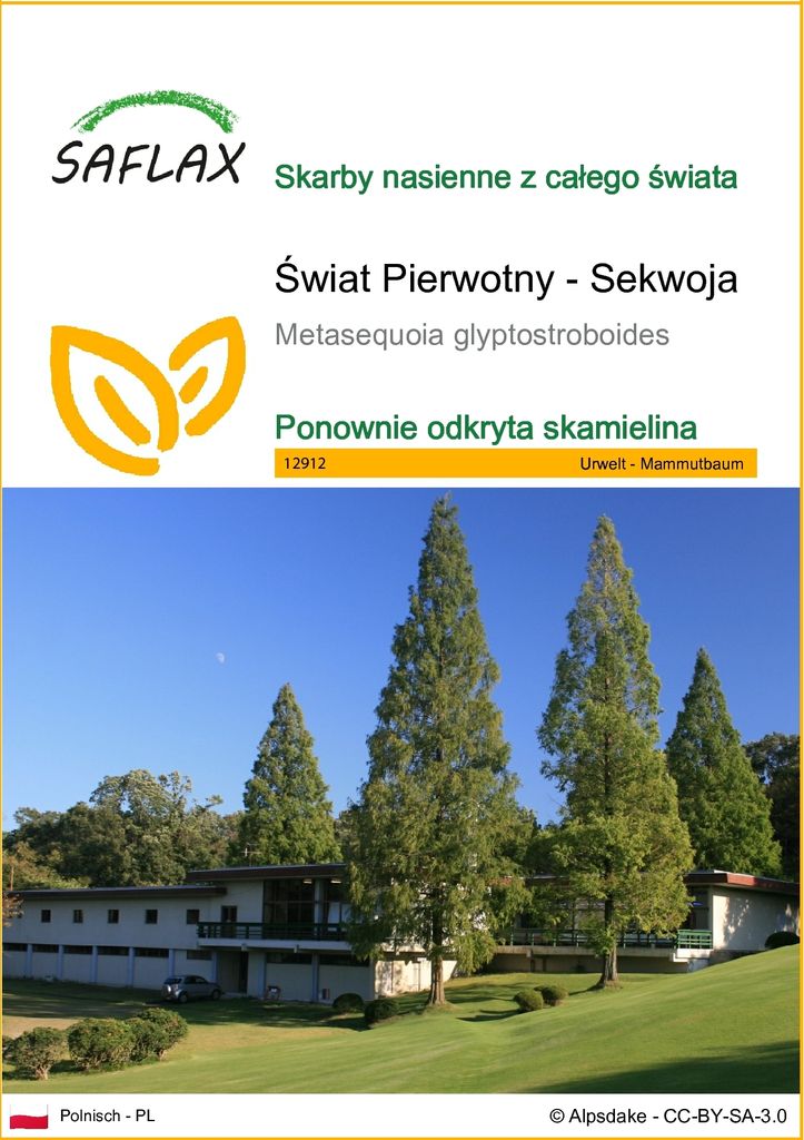SAFLAX - Świat Pierwotny - Sekwoja - 60 Nasiona - Zdjęcie produktu 