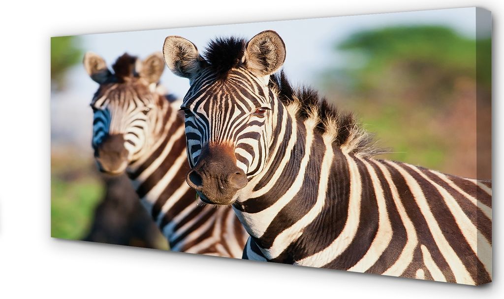 Leinwandbild 140x70 Wandkunst Zebra