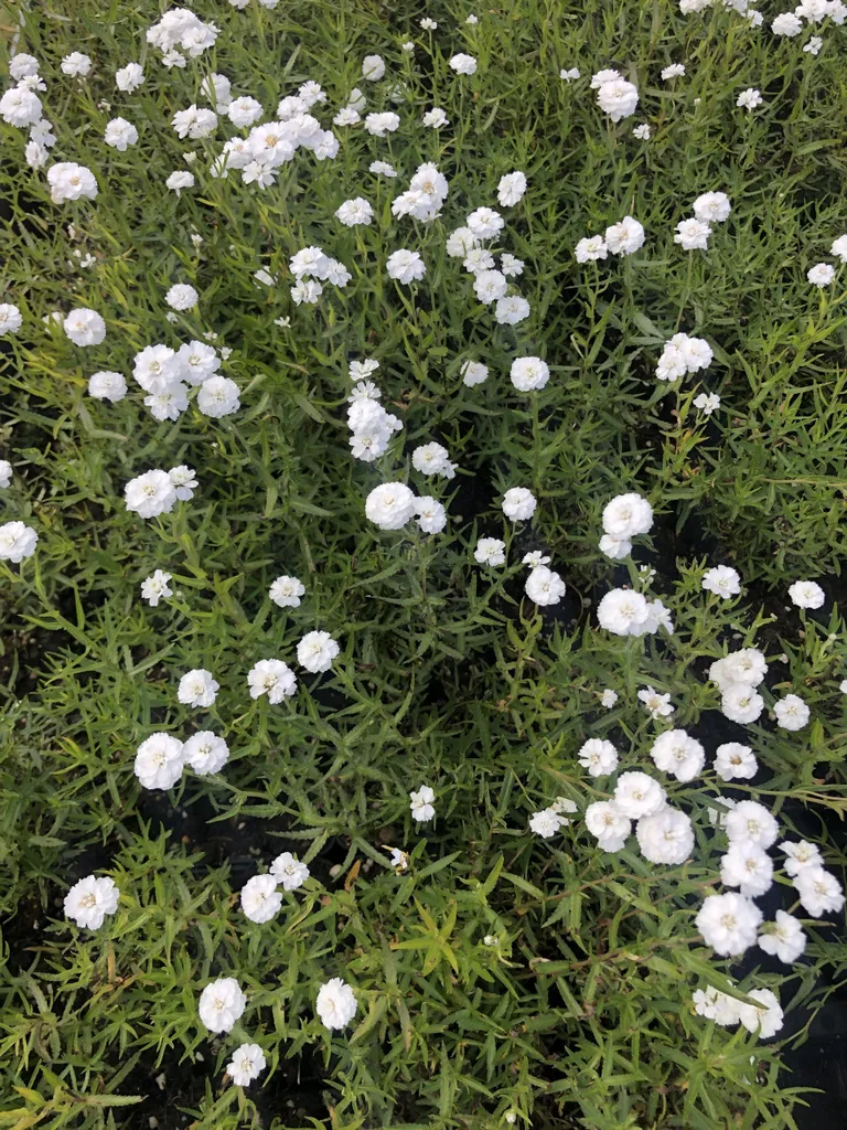 Achillée Peter Cottontail à fleurs doubles - 6 vivaces en pot 9x9