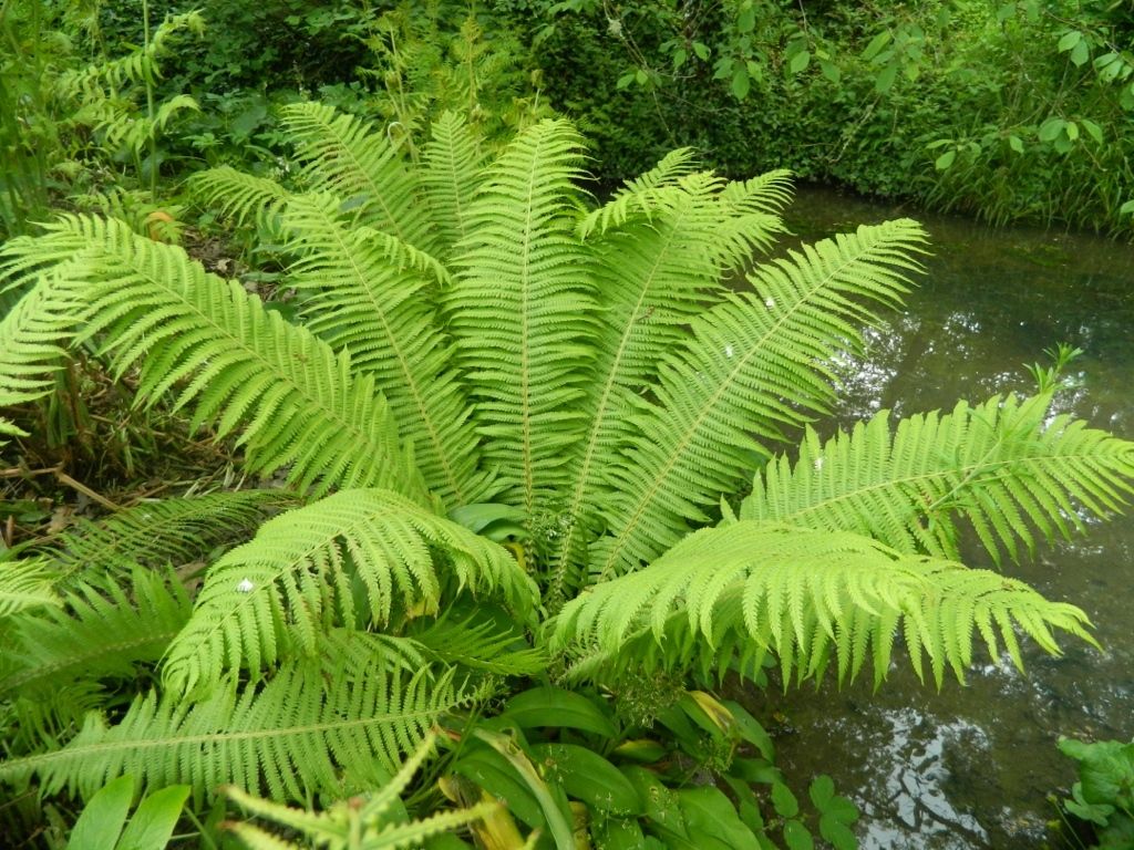 6 x Matteuccia struthiopteris - Pštrosia papraď - kvetináč Obrázok produktu 