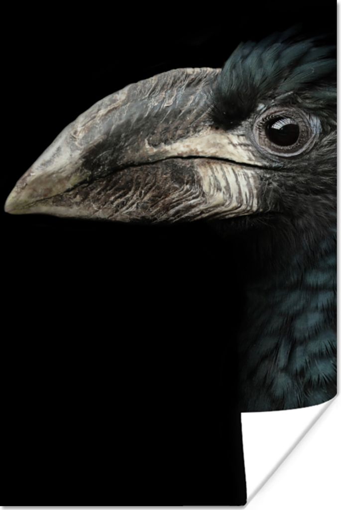 MuchoWow Poster Vogel - Porträt - Hornvogel - Schwarz - Tiere 120x180 cm - Kunstposter