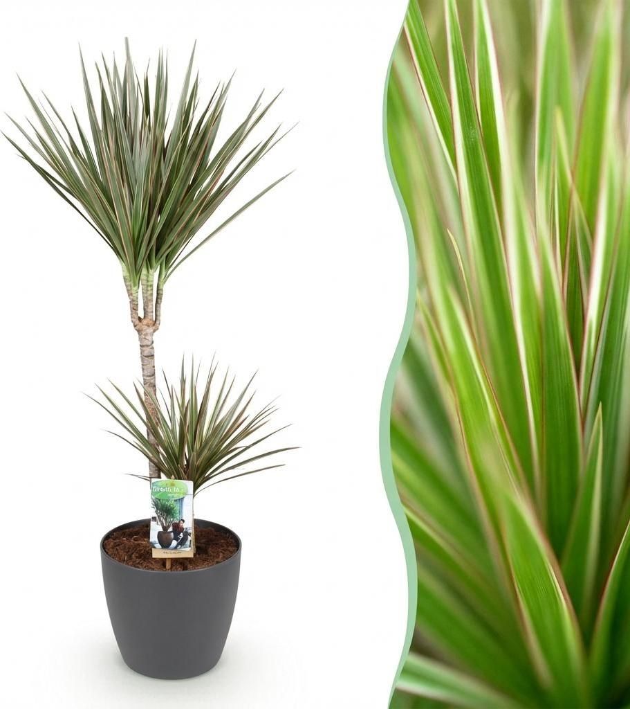 Green boutiQ - Zimmerpflanzen - Dracaena Marginata Bicolor - Drachenbaum - Pflegeleicht - Grün - Braun - 1 Pflanze - mit Potter Grau - Topf 21cm -...