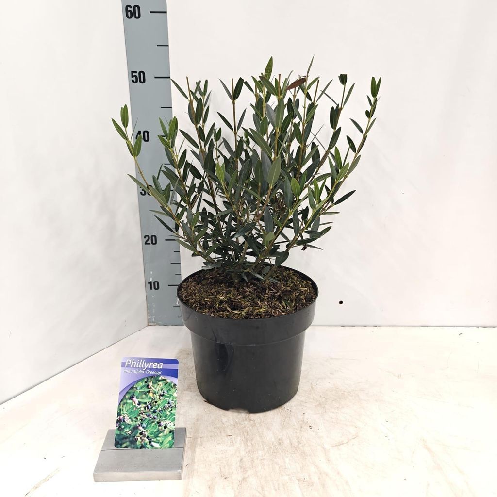 Phillyrea angustifolia ‘Green Up’ - Schmalblättrige Steinlinde | 40-50 cm im Topf