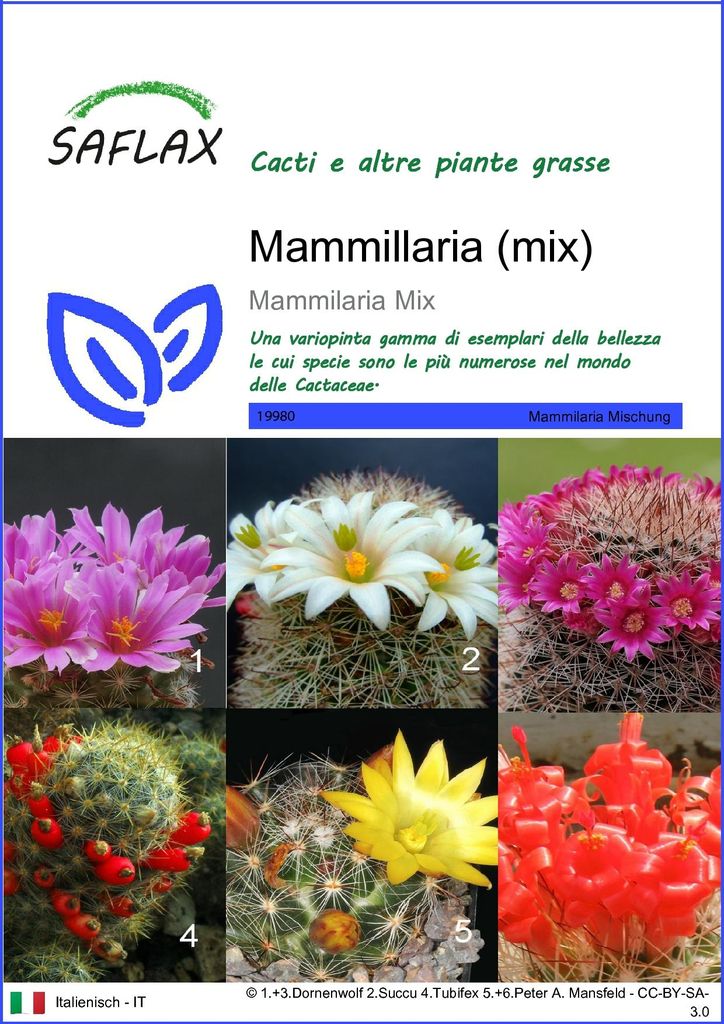 SAFLAX  - Mammillaria (mix) - 40 semi - Mammilaria Immagine del prodotto 