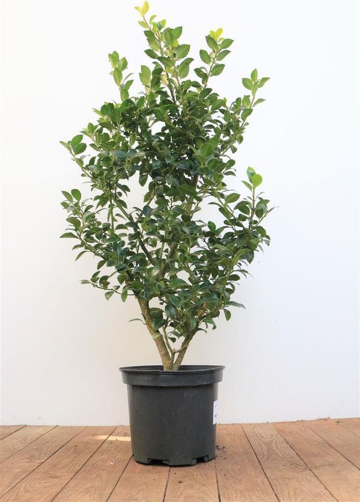 Ilex meserveae 'Heckenfee', Stechpalme, immergrün, 40–50 cm