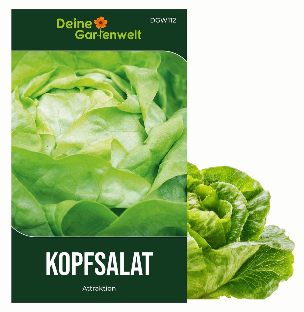 Kopfsalat Attractie Attraktion Samen - Lactuca sativa - Produktbild 