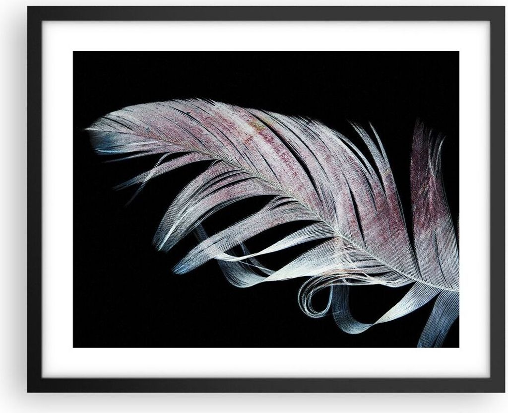 Gerahmtes Poster - Schwarzer Rahmen - Feder die Farben Zartheit - 50x40 cm - Wand Bild - Wanddeko - Wandbilder - Kunstposter - Wandposter - Bilderr...