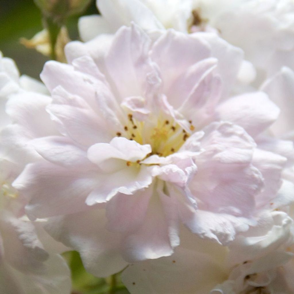 Růže  – popínavá růže – Rosa 'Paul's Himalayan Musk' Obrázek produktu 