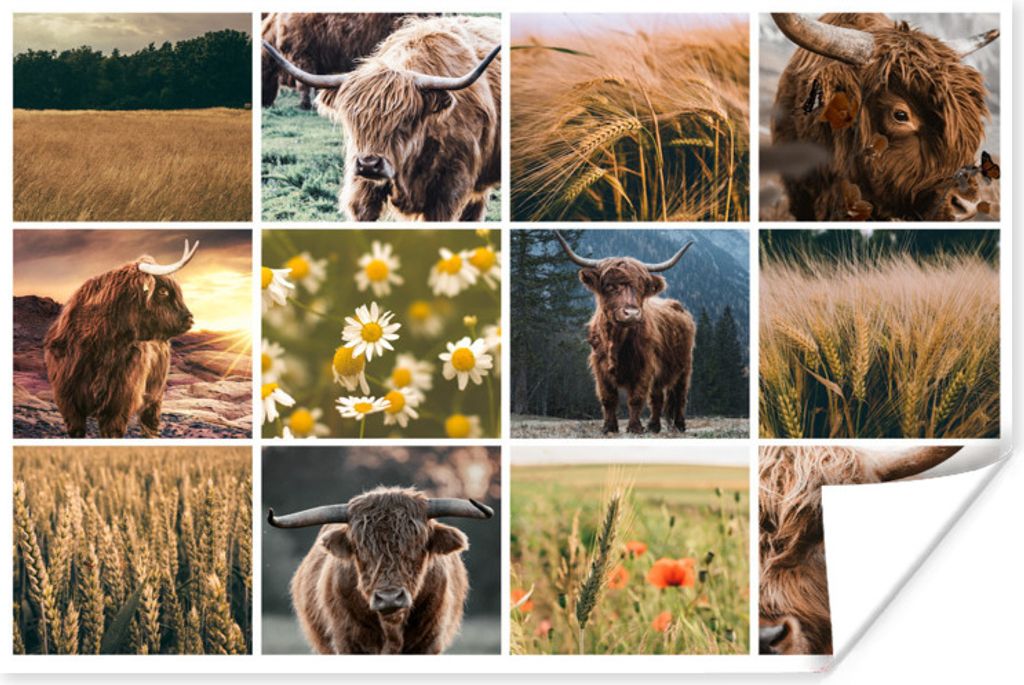 MuchoWow Poster Schottisches Hochlandrind - Collage - Blumen - Garten 60x40 cm - Schlafzimmerdekoration