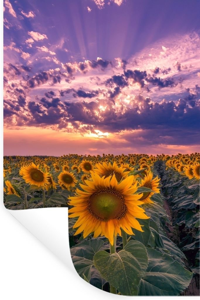 MuchoWow Wandtattoo Wandsticker Wandaufkleber Blumen - Himmel - Lila - Sonnenuntergang 80x120 cm Selbstklebend und Repositionierbar - Repositioni...