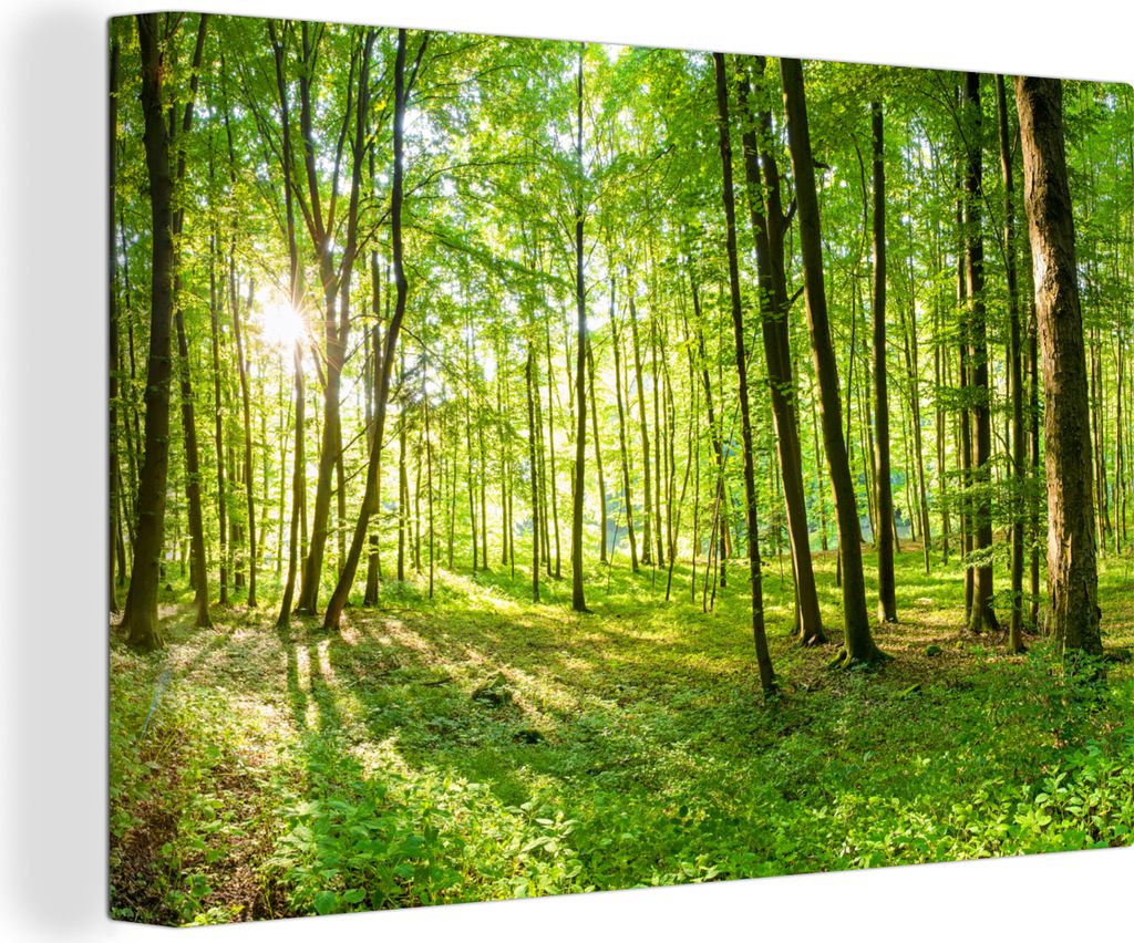 MuchoWow - Leinwandbilder - Natur - Bäume - Wald - Grün - Sonnenlicht, Wandbild, Wanddeko Bilder Wohnzimmer, 60x40 cm
