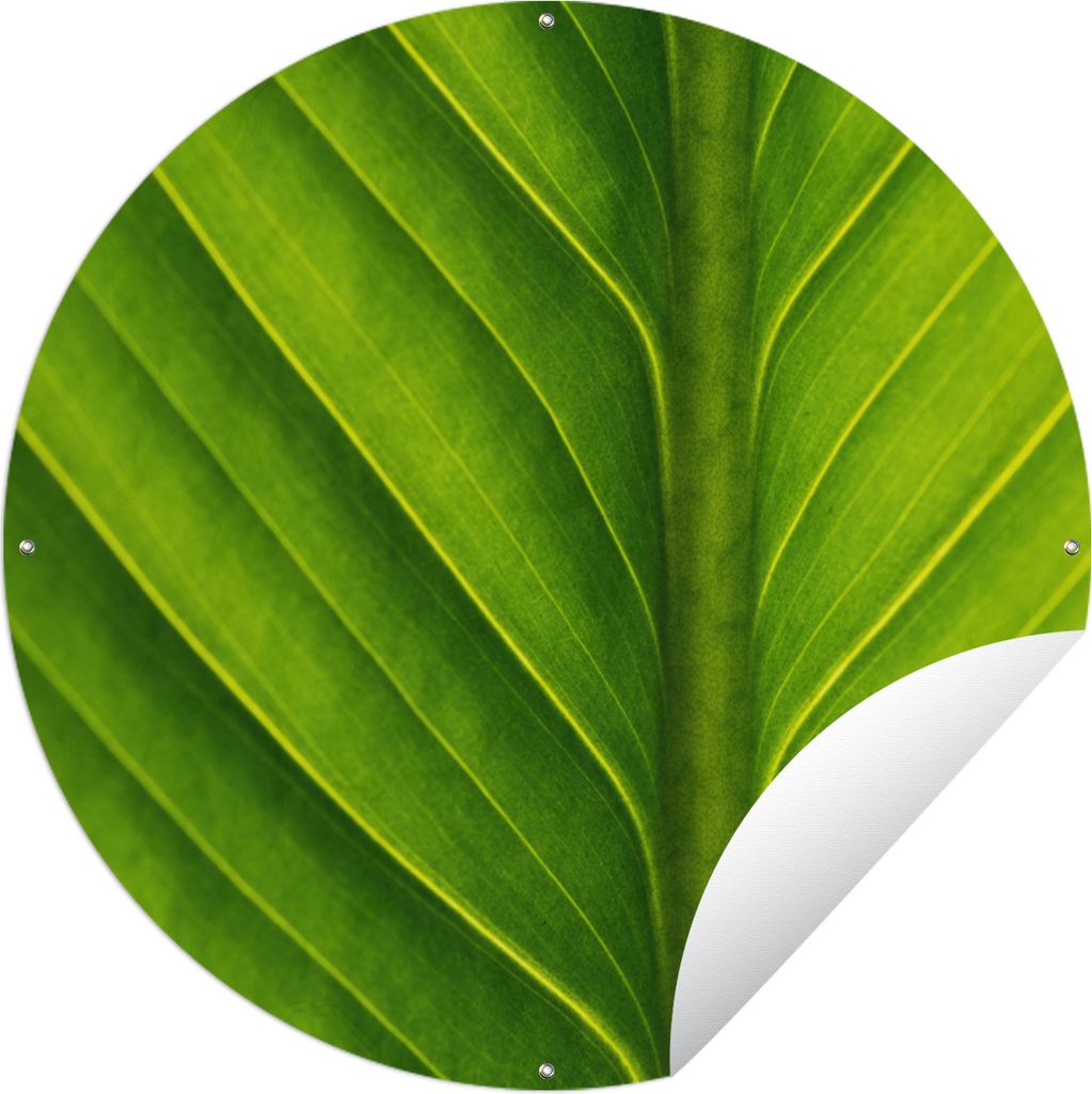 MuchoWow Gartenposter Outdoor-Poster Rund Foto eines hellgrünen botanischen Blattes Ø 90 cm Gartendeko Rundes Poster draußen