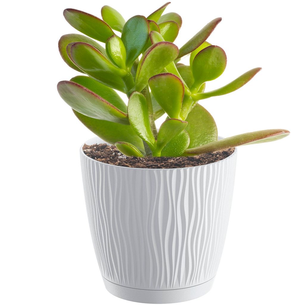 A potted jade plant on a white background.
