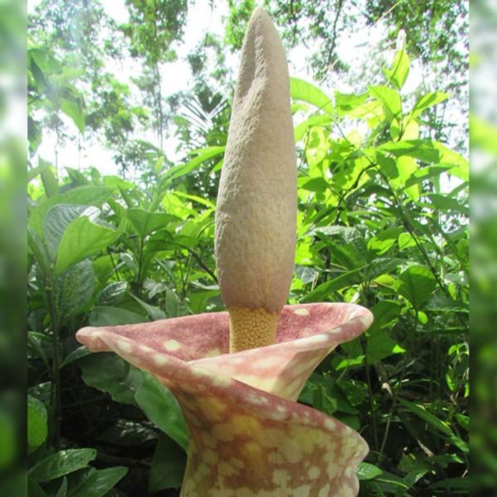 Amorfofalus (Amorphophallus muelleri)  – 1 vyklíčené semeno Obrázok produktu 