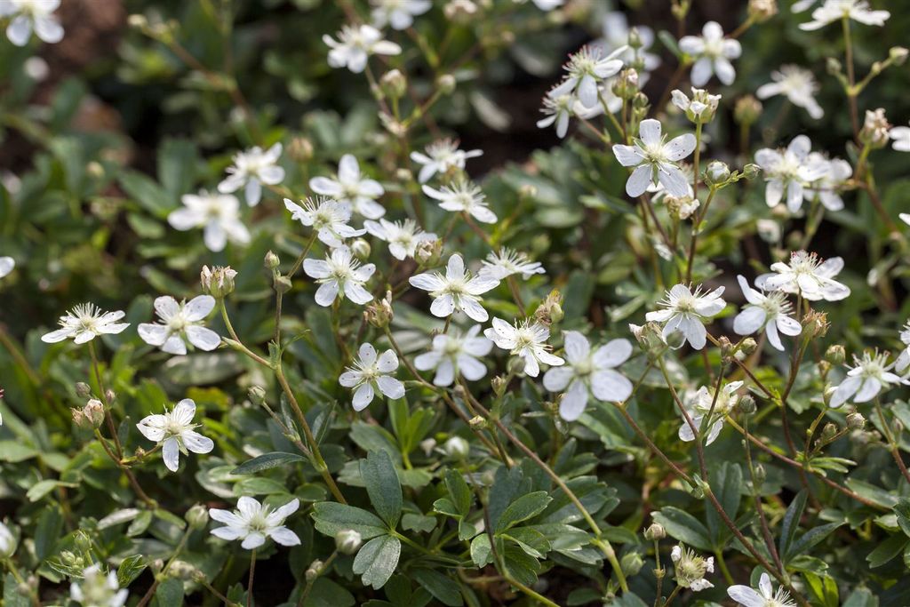 Potentilla tridentata 'Nuuk', Fingerkraut, immergrün, 2 Liter Container