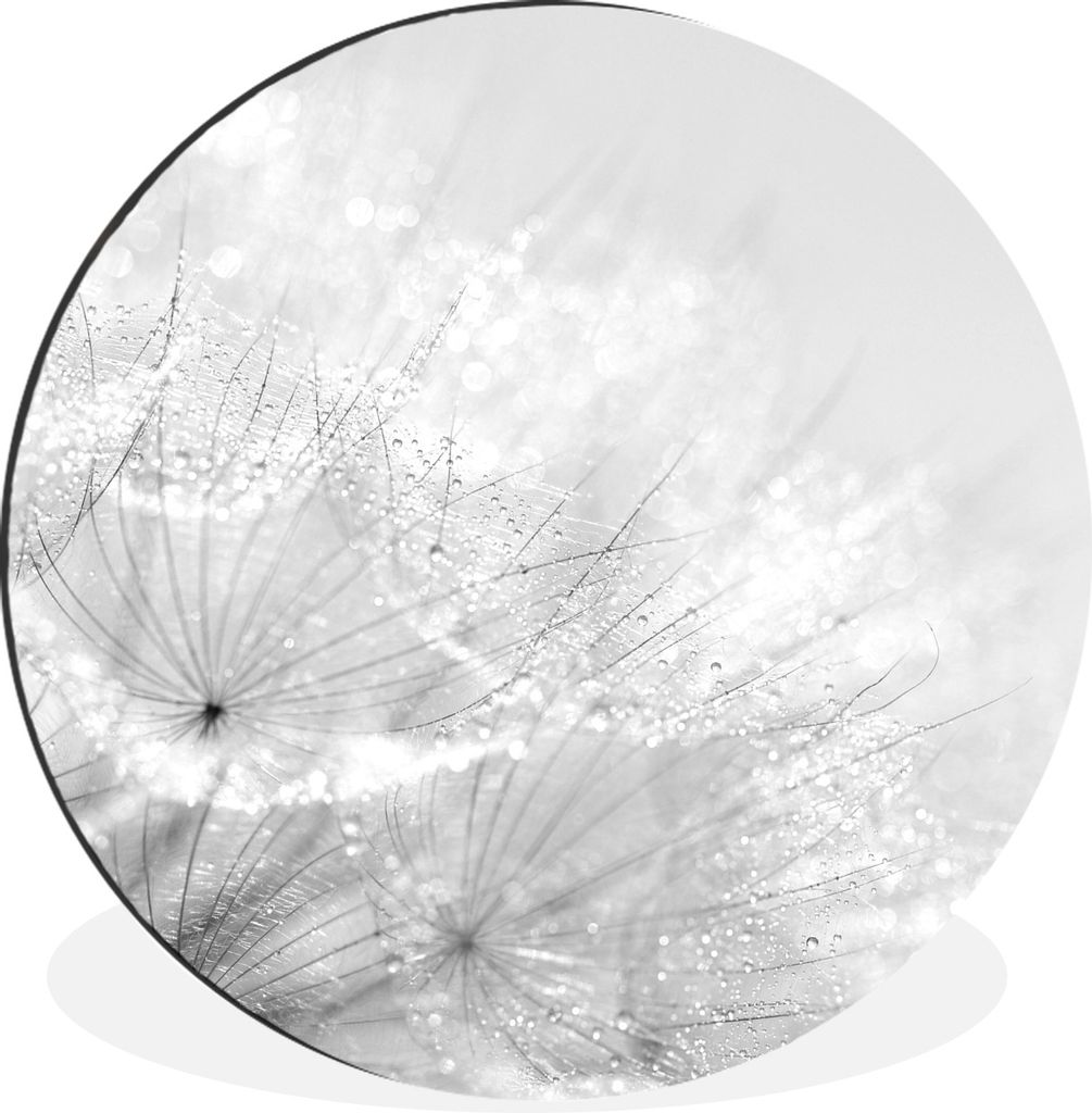 MuchoWow Aluminium Wandkreis Löwenzahnsamen in der Sonne, bedeckt mit frühen Tautropfen - schwarz und weiß Ø 30 cm Wanddeko Modern Wohnzimmer...