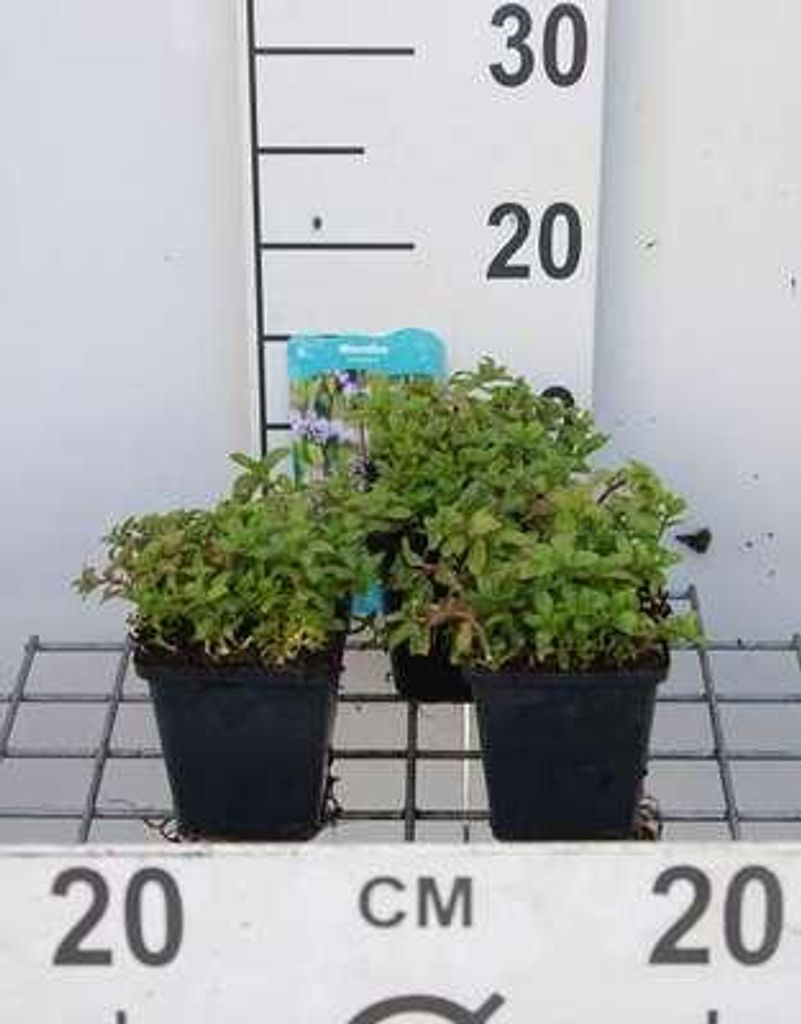 6 x Mentha pulegium - Polei-Minze - Topf 9 x 9 cm
