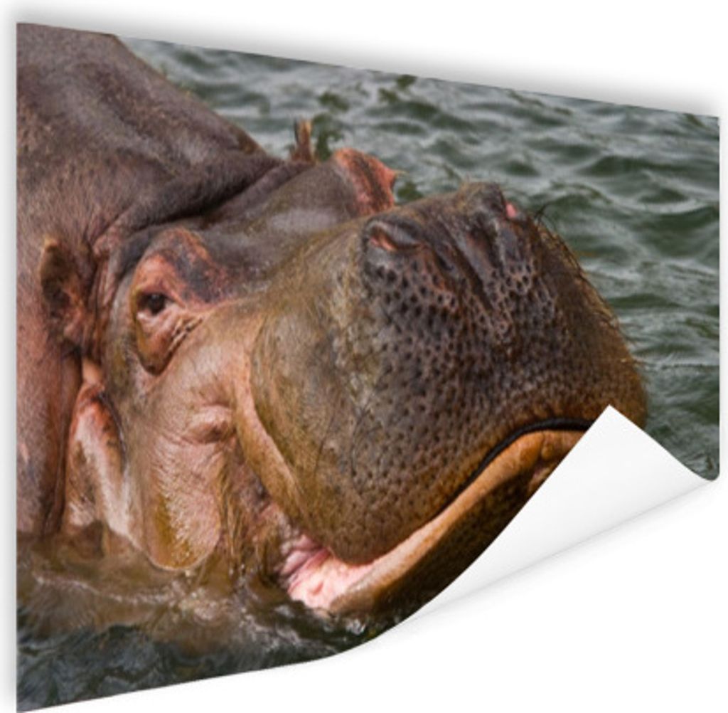 MuchoWow Poster Nilpferd - Wasser 120x80 cm - Bilder