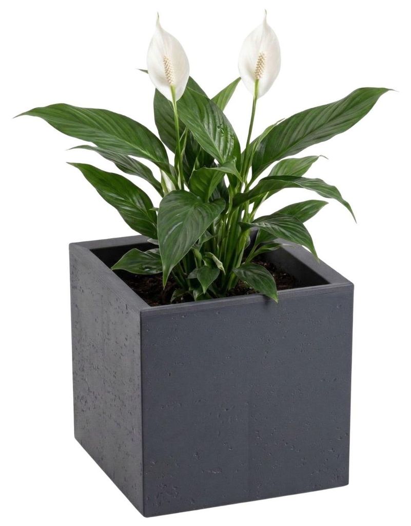 HowHomely | Pflanzentopf - Blumenkübel - Blumentopf - grau Produktbild 
