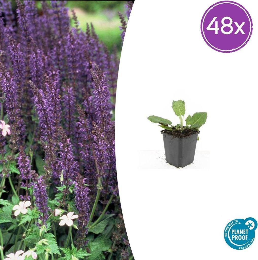 Salvia nemorosa 'Mainacht' – 48 Pflanzen – Blau blühende Staude – Sonniger Standort – Bienen- & Schmetterlingsfreundlich – Ø9cm – 10-...