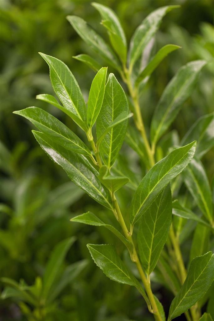 Prunus laurocerasus 'Caucasica', Kirschlorbeer, immergrün, 100–120 cm