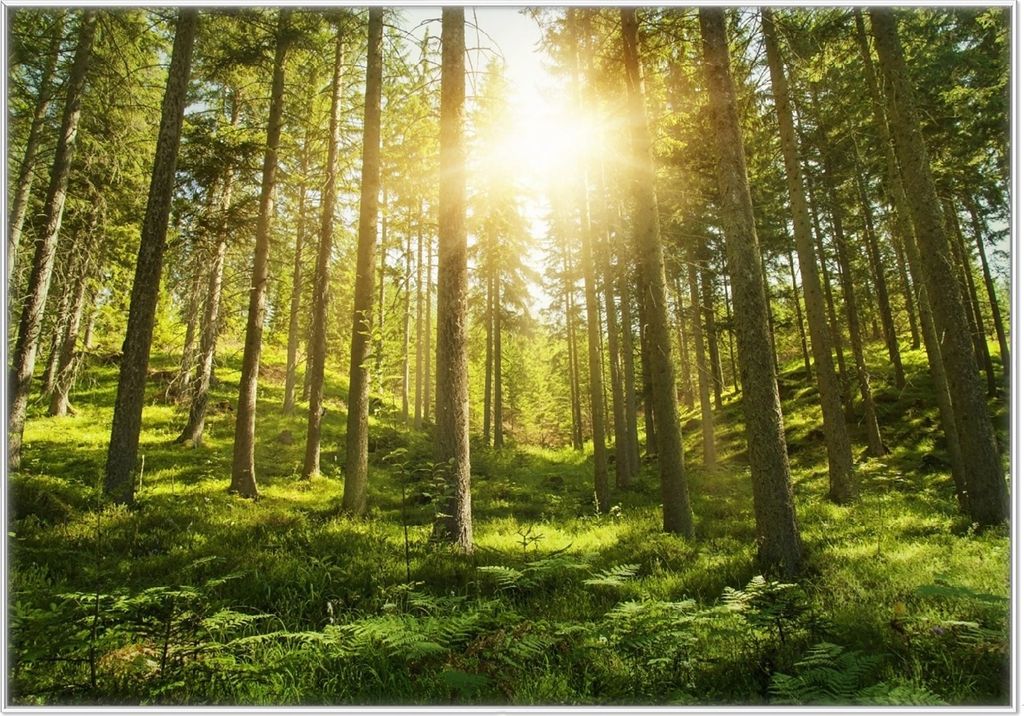 Wallario Wandbild Sonnenstrahlen im Nadelwald mit Moos und Farn, Größe: 70,30 x 100,30 cm, Poster mit weißem Kunststoffrahmen