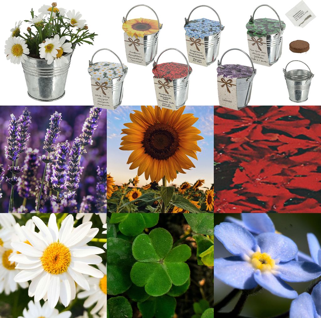Blumensamen 6er Set Zinkeimer Kokosquellpad Samen Sonnenblumen Vergissmeinnicht Glücksklee Margerite Brennende Liebe Lavendel