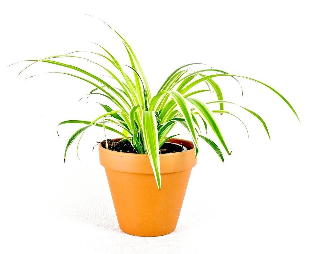 Gardners Chlorophytum Comosum, priemer 11-12 cm Obrázok produktu 