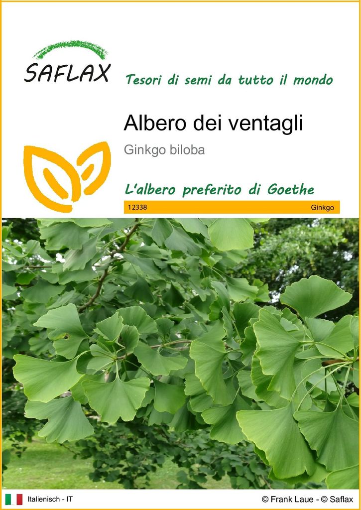 SAFLAX  - Albero dei ventagli - 4 semi - Ginkgo Immagine del prodotto 